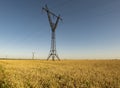 One large high-voltage pole in the middle of a wheat field. sky is blue. Summer Royalty Free Stock Photo