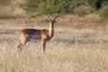 One large impala ram feed on a grassy plain