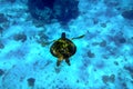 One large loggerhead turtle swims in clear blue water of the sea Royalty Free Stock Photo