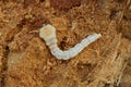 One large long white larva lies on brown wood