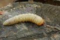 One large long white larva lies on gray wood