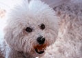 One large male bichon frise with style look Royalty Free Stock Photo