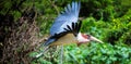 Marabou flying by Royalty Free Stock Photo