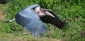 Marabou flying by Royalty Free Stock Photo