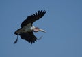 Marabou flying by Royalty Free Stock Photo