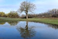 One large oak tree reflection in still water Royalty Free Stock Photo