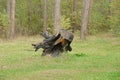 One large old burnt tree stump with roots Royalty Free Stock Photo