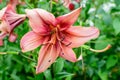 One large pink flower of Lilium or Lily plant in a British cottage style garden in a sunny summer day, beautiful outdoor floral Royalty Free Stock Photo