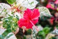 One large pink hibiscus flower, a plant with mottled white-green petals