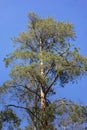 One large powerful pine tree close up on blue sky background. Vertical orientation.