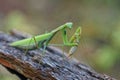 One large predatory green insect praying mantis sits on a gray branch