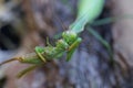 One large predatory green insect praying mantis sits on a gray branch