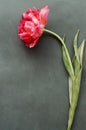 One large red-pink tulip on a black background. copy space. Vertical orientation. Royalty Free Stock Photo