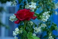 One large red rose flower among green jasmine branches Royalty Free Stock Photo