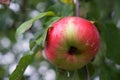 One large red-sided apple on a tree branch, close-up. Ripe fruit Royalty Free Stock Photo