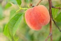 One Large Ripe Juicy Peach Ready for Harvest