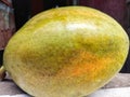 One large ripe papaya is taken from the side cornerÃ¯Â¿Â¼