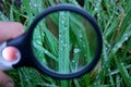 One large round magnifier magnifies green grass with water drops on plants