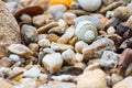 One large seashell lies on top of many small round seashells.Thailand