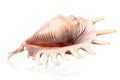 One large seashell Royalty Free Stock Photo