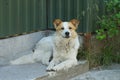 One large spotted dog is lying on gray concrete