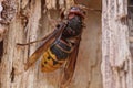 one large striped yellow hornet insect