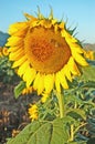 One Large Sunflower