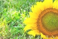 One large sunflower on a green lawn with grass Royalty Free Stock Photo