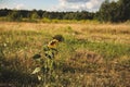 One Large sunflower grows among the grass field Royalty Free Stock Photo