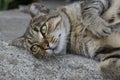 One large tabby cat with green eyes lies on a gray stone