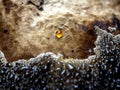 One big tinder fungus fomes fomentarius mushroom growing on tree trunk in forest