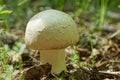 One large toadstool mushroom grows in nature