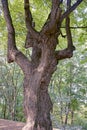 One large trunk of a gray large oak tree Royalty Free Stock Photo