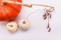 One large and two small white pumpkins on a white background Royalty Free Stock Photo