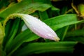 One large unopened white lily bud with numerous drops of water on it after rain. Focus on flower