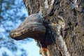 one large white chaga mushroom on a gray bark