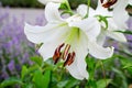 One large white flower of Lilium or Lily plant in a British cottage style garden in a sunny summer day, beautiful outdoor floral Royalty Free Stock Photo