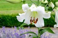 One large white flower of Lilium or Lily plant in a British cottage style garden in a sunny summer day, beautiful outdoor floral Royalty Free Stock Photo