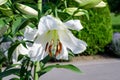 One large white flower of Lilium or Lily plant in a British cottage style garden in a sunny summer day, beautiful outdoor floral Royalty Free Stock Photo