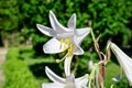 One large white flower of Lilium or Lily plant in a British cottage style garden in a sunny summer day, beautiful outdoor floral Royalty Free Stock Photo