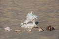 One large, white to black spot and five small, different color shells lying in the sand Royalty Free Stock Photo