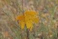 One large yellow dry fallen maple leaf hangs on grass stems Royalty Free Stock Photo