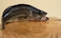 One Largemouth Bass on a cuttingboard Royalty Free Stock Photo