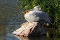 One of the largest birds in North America, with a 9-foot wingspan. Similar to Brown Pelican in shape but much larger, and very
