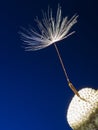 One last dandelion seed macro photo on a blue background