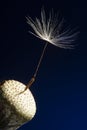 One last dandelion seed macro photo on a blue background