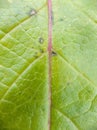 Green Leaf Macro Shot at the end of fall Royalty Free Stock Photo