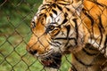 An Indonesian tiger in captivity in Cambodia