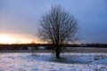One last tree in the middle of fields. winter landscape