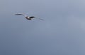 One laughing seagull flying overhead